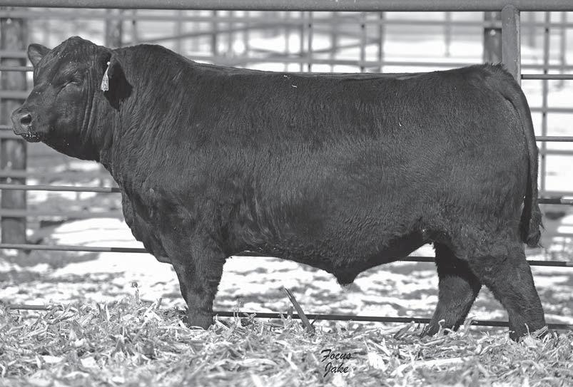 Weers Angus Fall Bulls Watchman and Weers Aberdeen 1210 Sons Weers Aberdeen 760A 10 7 Weers Watchman 636A Born: 09/15/13 17956481 Tattoo: 636A Bull D H D Traveler 6807 # Dixie Erica of C H 1019