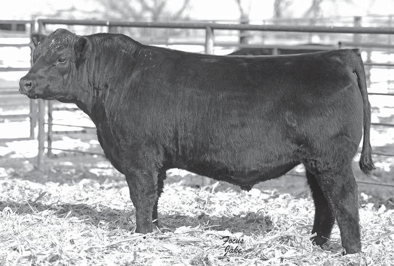 Foundation 3rd dam is an own daughter of Legend, the O C C Emblazon 854E son that is phenotypically flawless and stacks numerous impressive cow lines in his pedigree from Ohlde s.