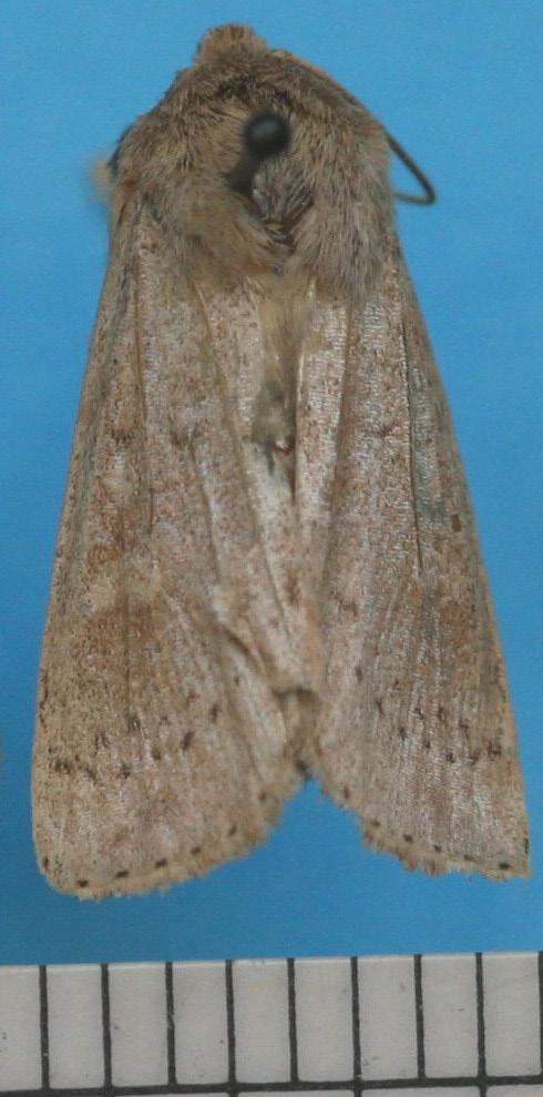 These moths fly only at night. Heavily beat-up specimens will be harder to identify. Males and females look identical.