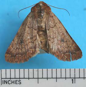 The Rosewing Sideridis rosea Harr. (photo right) June through mid July Front wing: light reddish brown, darker toward tips, with a dark spot near the middle. Hind wing: light colored.