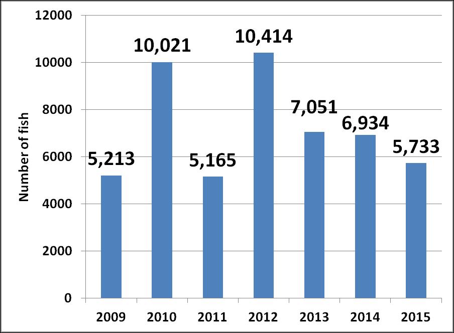 Figure 1: Total number of lake trout removed during juvenile netting 2009-2015.