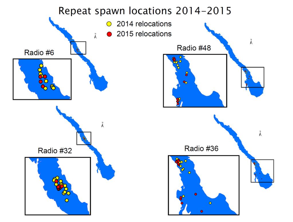 Figure 4: Locations of adult lake trout implanted with acoustic telemetry tags during the spawning period (October 20 through November 10) during both 2014 and 2015 in Swan Lake, Montana.