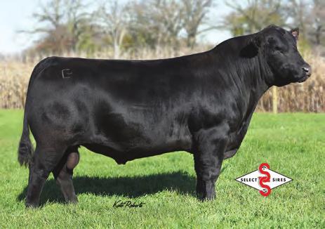 The standout sire inspected on the 2016 Genetics Australia USA tour, a far superior sire to any of his siblings. An easy-to-use sire that offers mating flexibility like no other.