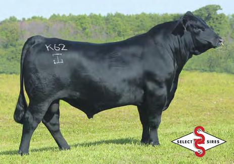 GAR MOMENTUM Currently the number 1 sire in Australia for at +16.3. The lot 1 feature of the 2014 GAR sale and a high use young sire in the GAR herd.