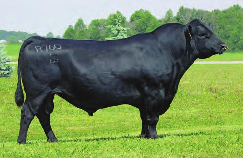 3). Logical choice as a carcase sire to use on Regent daughters to maintain carcase quality and improve calving ease. ASA Reg: USA17354145 D.O.