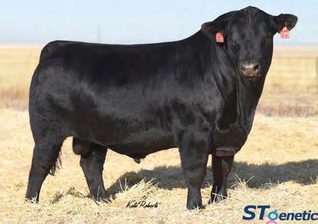 CONNEALY COMMONWEALTH New sire in 2017 inspected on the 2016 Genetics Australia USA beef tour.