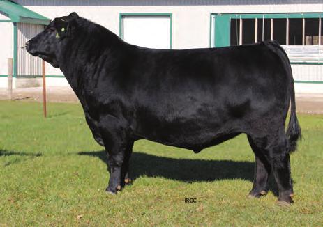 ..his Capitalist x Dash dam is one of the great young cows in the Connealy herd. Commonwealth has all the fundamentals for a cow herd to be profitable.