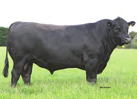 AYRVALE BARTEL E7 One of the highest proven sires currently available. No need to risk using an uproven sire when you can use Bartel E7.