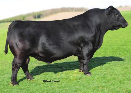 If you are serious about producing high quality beef, you need to use Bartel E7. Ranked #1 sire of Cohort 2 for MSA Marble Score and MSA.