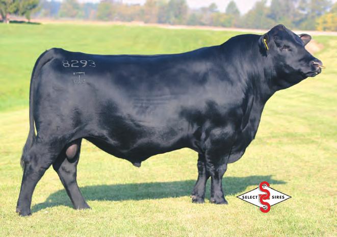 Combines the genetics of the two highest proven Marbling bulls in the breed. Prophet progeny are in high demand by breeders wanting to improve carcase traits.
