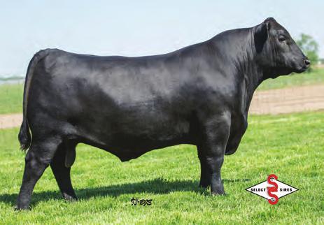 S S NIAGARA Z29 One of our favorites, and rightfully so, he does lots of things right! Select Sires Young Sire Program data has solidified this bull for low birth and high growth.