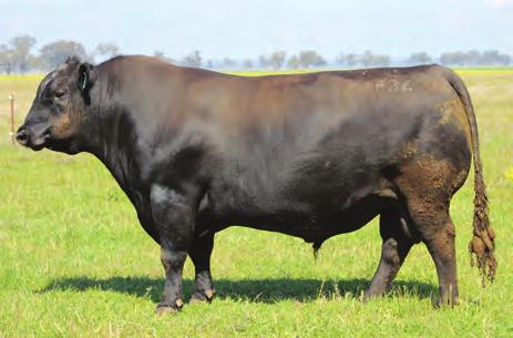A standout for feet and leg structure. Pedigree is constructed with proven, good-uddered cowmaker sires Excellent mating option on Comrade, Final Answer and Sunrise daughters. ASA Reg: USA17287387 D.