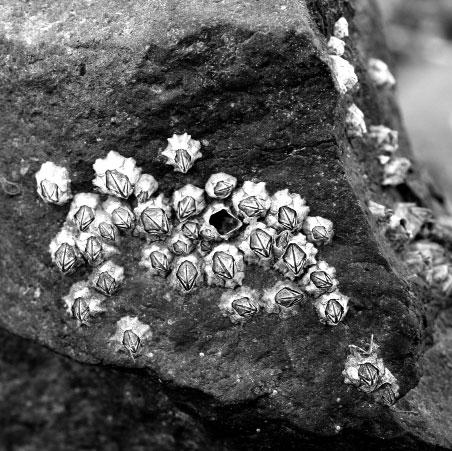 12 5 (a) Explain what is meant by the term ecological niche. 5 (b) Figure 4 shows barnacles on a rock on the seashore.