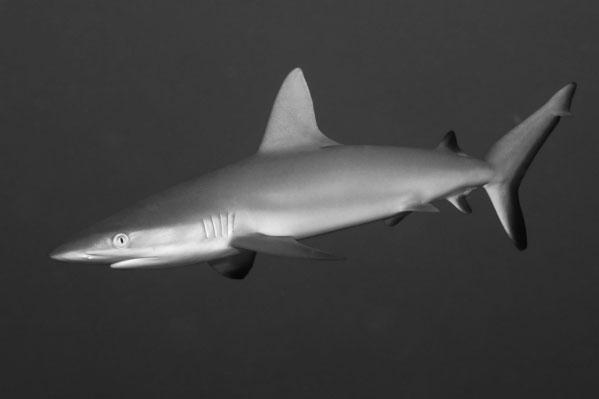 15 6 Figure 7 shows a Grey Reef Shark, Carcharhinus amblyrhynchos. Figure 7 Scale 0.