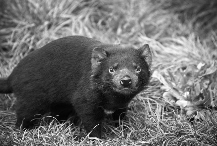 6 3 Figure 1 shows a Tasmanian Devil, Sarcophilus harrisii. Tasmanian Devils are the largest carnivorous marsupials and are now endangered.