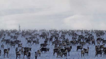 Annual Harvest Meeting Review PCMB and parties review current information on the herd: How many caribou there are What the level of harvest is Whether the population is going up or down Presentation