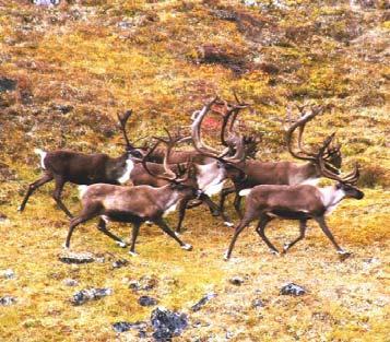 Let the leaders pass For some time now, when the caribou first reach the highway in the fall, hunting has been closed for a week, sometimes just on the north end but also, on occasion, on the south