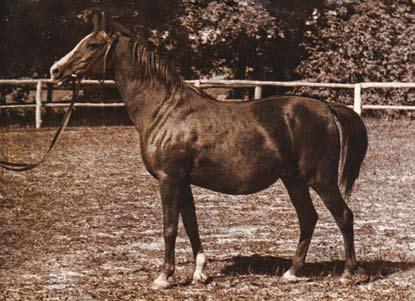 Bryła s sons were Cement 1949 (by Witraż), who found his way to the Drogomyśl Stallion Depot and Brytan 1951 (by El Haifi), exported to Romania in 1955.