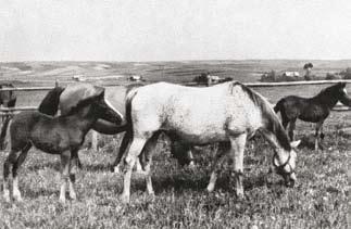 BRZYTWA, grey 1932 (Mersuch I 12 Siglavi Bagdady by Siglavi Bagdady d.b.) was bred in Klemesów to Amurath Sahib, among others.