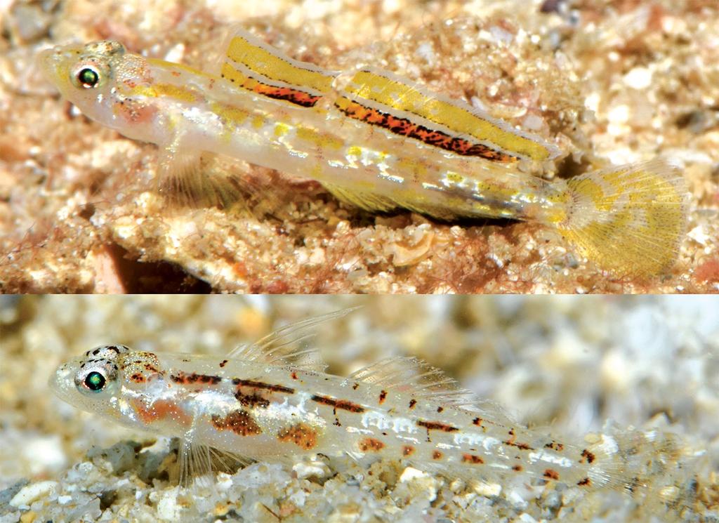 Figure 10. Grallenia dimorpha, male (upper) and female (lower), approx. 15 mm SL, underwater photographs in 16 m, White Island, West New Britain Province, Papua New Guinea (G.R. Allen).