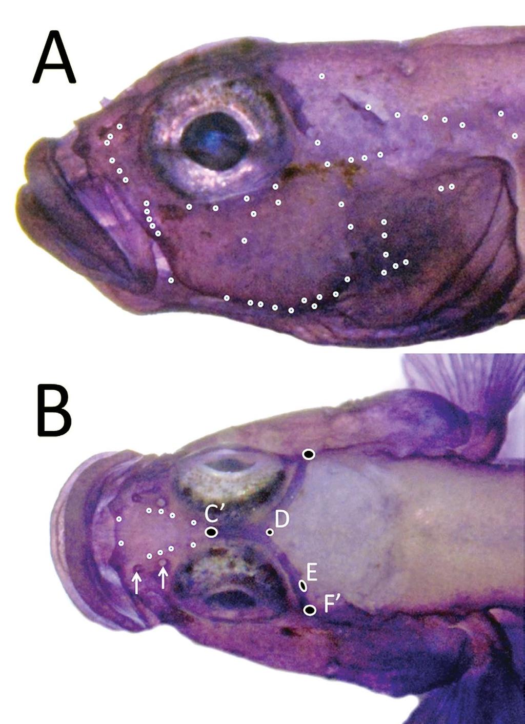 Body elongate and slender, depth at pelvic-fin origin 6.4 (6.6) in SL; depth at anal-fin origin 7.6 (7.8) in SL; body compressed, width at pectoral-fin origin 2.3 in HL; head length 3.5 (3.