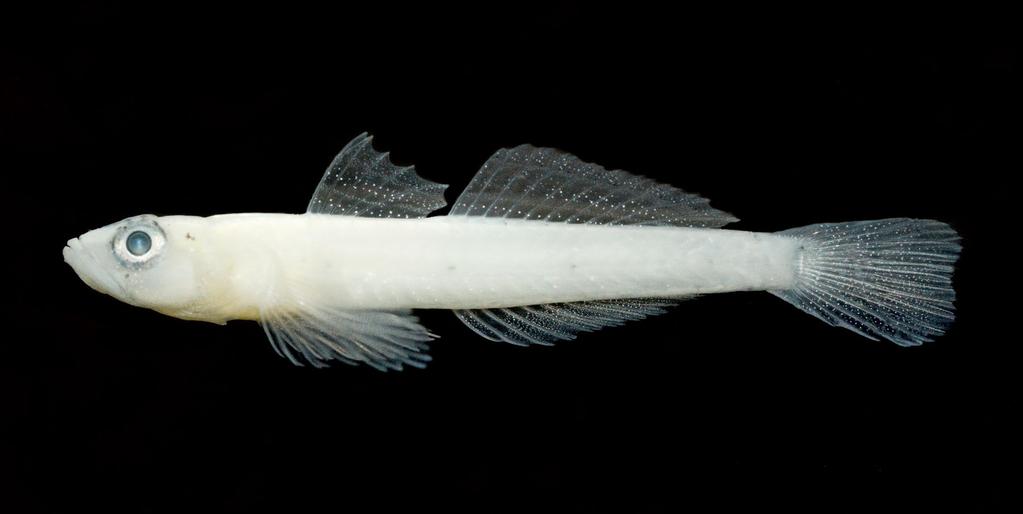 restricted to the caudal peduncle; transverse scales are counted between the middle of the second dorsal and anal fins, except for the much-reduced scalation of G.