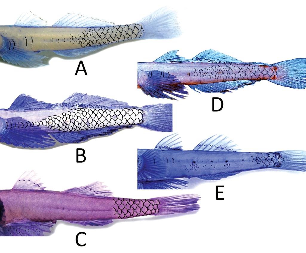 Figure 3. Pattern of body scales for species of Grallenia: A) G. compta; B) G.