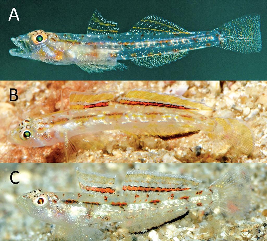 Figure 5. Adult males of species of Grallenia: A) G. compta; B) G. dimorpha; C) G. rubrilineata (G.R. Allen & M.V. Erdmann).