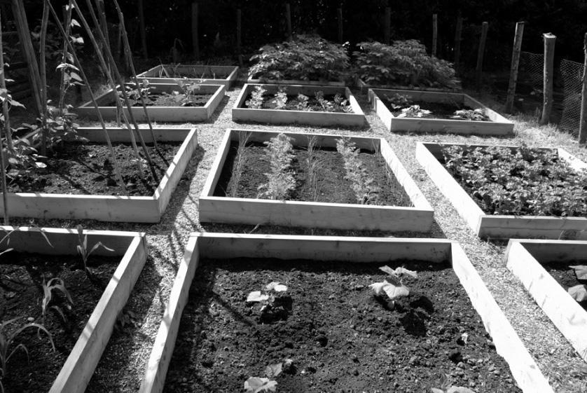Question 2 (25 marks) The width of a rectangular vegetable patch is x metres. Its length is 5 metres longer than its width.