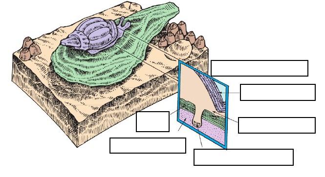 5. Describe an oyster bed. 6. What is the difference between a polyp and a coral reefs. 7.