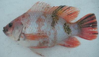 GROWTH CHARACTERISTICS OF TWO TILAPIA