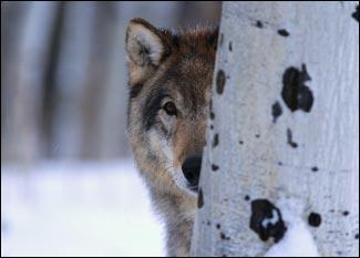 Wolves in Yellowstone Park A