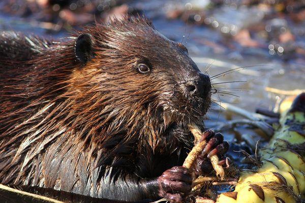 Effects on Beavers Beavers eat trees.