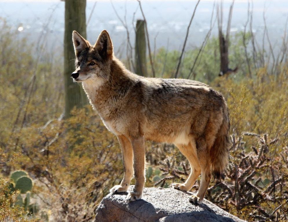 Effect on Coyotes Wolves hunted and killed about half of
