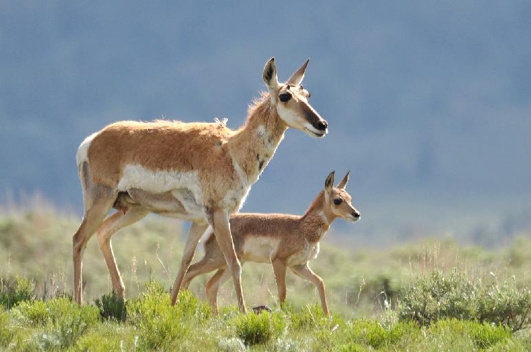 Effect on Pronghorn Deer With fewer coyotes, more Pronghorn