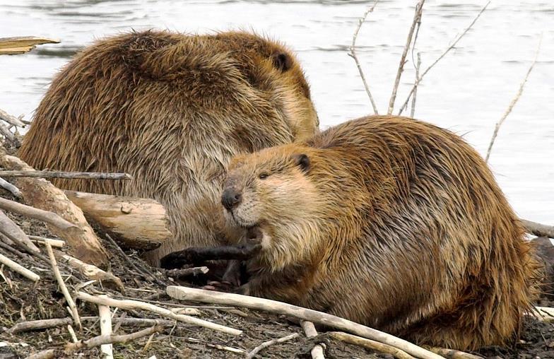 Effect on Beavers Because there are more