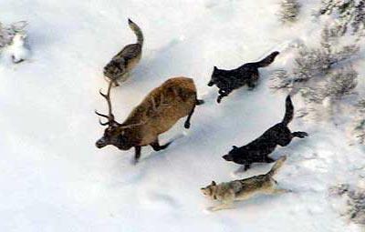 Predators and Prey Wolves eat elk.