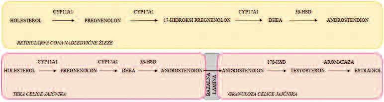 ANDROGENI IN RAK ENDOMETRIJA MOŽNOSTI NOVIH PRISTOPOV ZDRAVLJENJA Slika 1: Sinteza androgenov v nadledvični žlezi in jajčnikih.