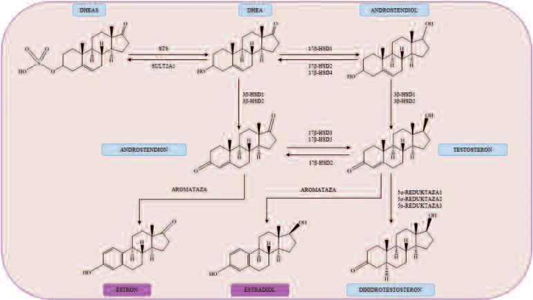 Slika 3: Sinteza in metabolizem androgenov v perifernih tkivih.