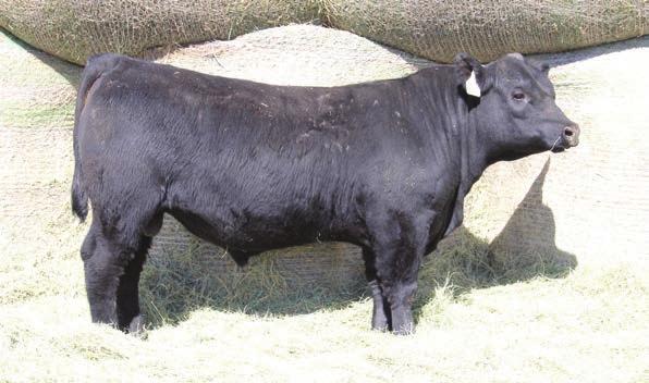 3 74 LOT 50 50 307 WILSON MR 50D LOT 49 Lot 49- Here is one of our favorite ¼ blood Barstow Cash grandson out of a first calf heifer.