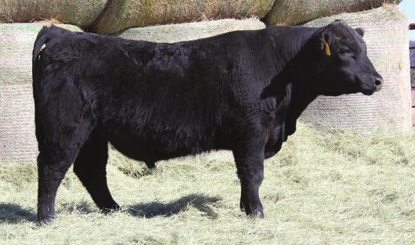 He should be easy calving. He is moderate in his frame, deep bodied, and has a lot of spring to his rib.