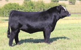 8 52.8 25.6-0.38-0.03-0.086 0.69 104.1 63.8 MR TR HAMMER 308A ET Sire to lots 20-28 ELLINGSON LEGACY M229 MS NLC MOJO 56119 B SVF/HS EXPECTING A DREAM SVF/NJC EXPECTATION N206 4.3 2.1 88.1 132.1 8.3 14.