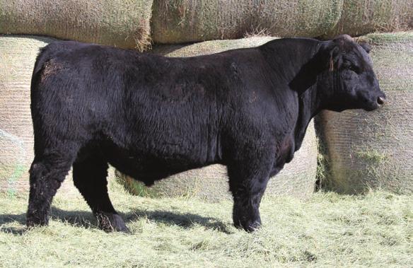 9 LOT 1 Lot 1- This outstanding Vision son earned his lot number as he is the highest weaning weight bull we have ever raised. A truly powerful moderate framed athletic bull.