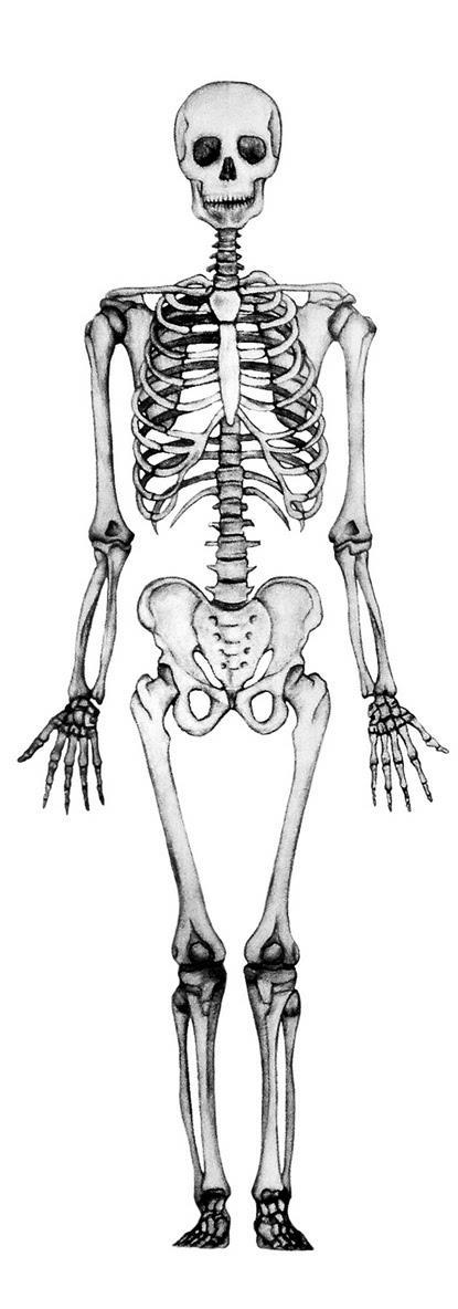 THE BONES Cranium Clavicle Cervical vertebras Humerus True ribs Sternum Scapula