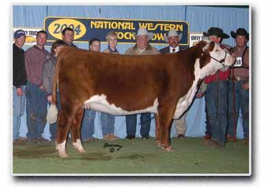 They are full brothers to the lead off bull in our 2012 Grand Champion Pen of Three in Denver that sold for $28,000 in last years sale to Chris Frans in OK.