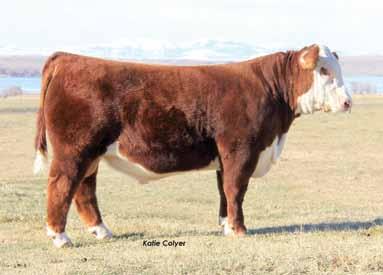 04 This is a big time herd bull prospect and could potentially become the favorite in the end.
