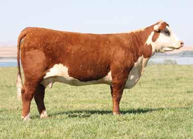 If you are a purebred breeder in search of a bull to sire show heifer prospects that have extra look this bull should meet those needs.