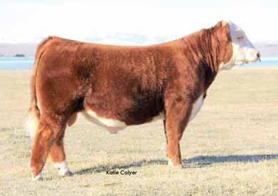 37 C 88X NOTICE ME 2103 ET 01/11/2012 NHW 9126J DEW DOMINO 98S 1.30 2.5 51 29 78.11.50 -.01 This son of 88X should be one of the more popular bulls in this offering.