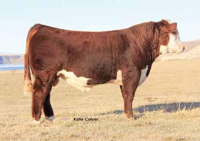 00 $BII 18.00 This was a tremendous flush that has very similar phenotype. All sired by Mr. Hereford who was the record selling bull in 2011 and is a featured sire for Genex.