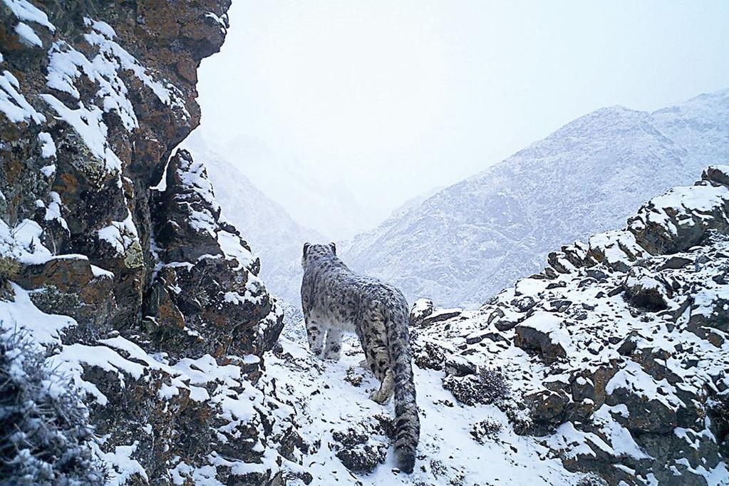 21 October 2016 Hundreds of endangered wild snow leopards are killed each year Poachers aren t the main problem